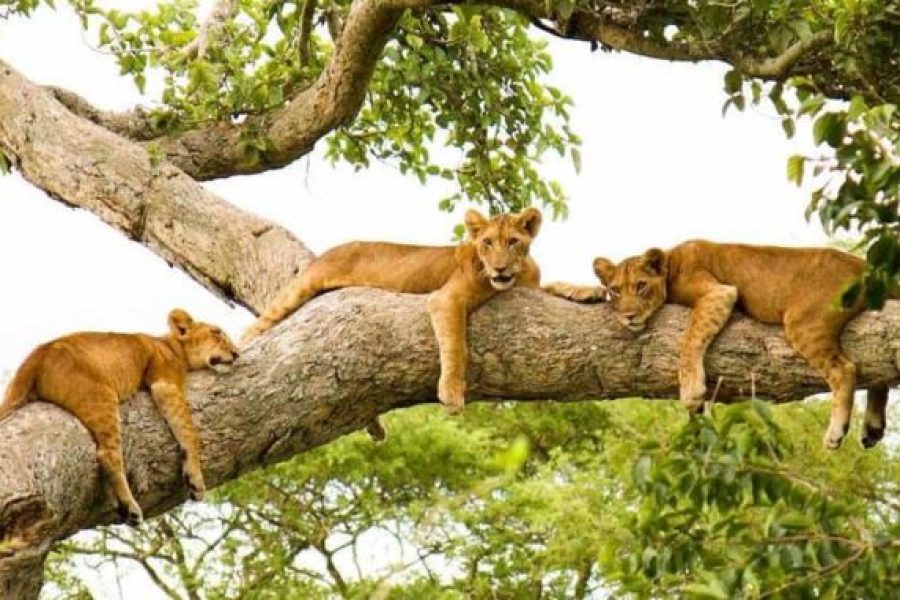 3 DAYS QUEEN ELIZABETH NATIONAL PARK SAFARI